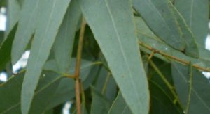 eucalyptus_staigeriana-2-1038x463-550x400-550x300