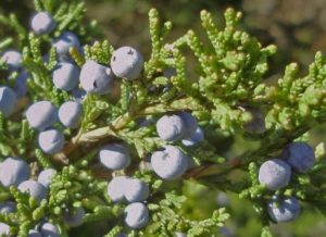 juniper-berries-2_2-1038x463-550x400-300x218