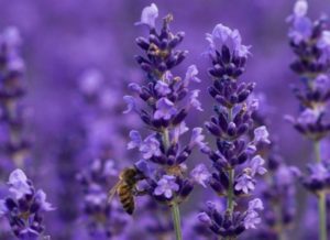 lavender-2_4-1038x463-550x400-300x218